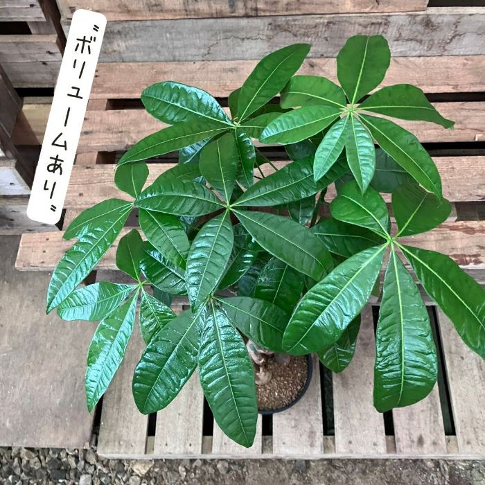 観葉植物現品販売