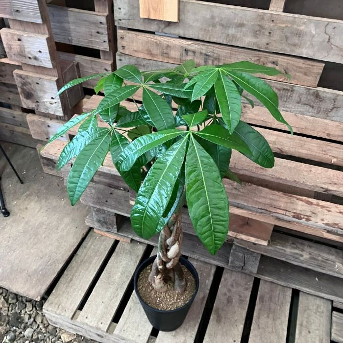 観葉植物現品販売