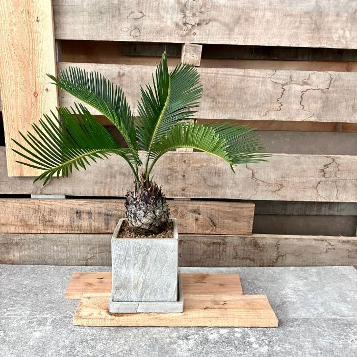 観葉植物現品販売