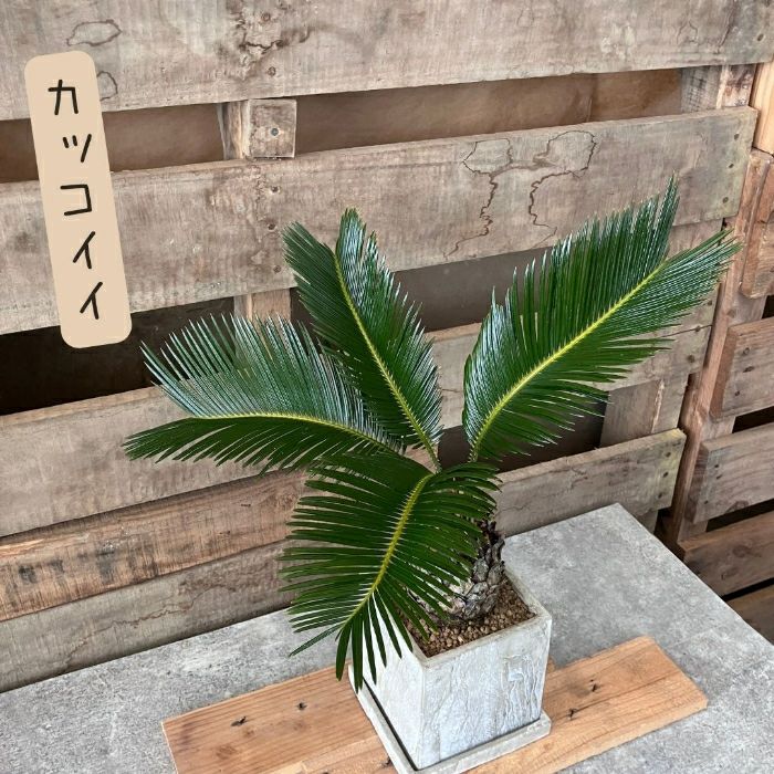 観葉植物現品販売