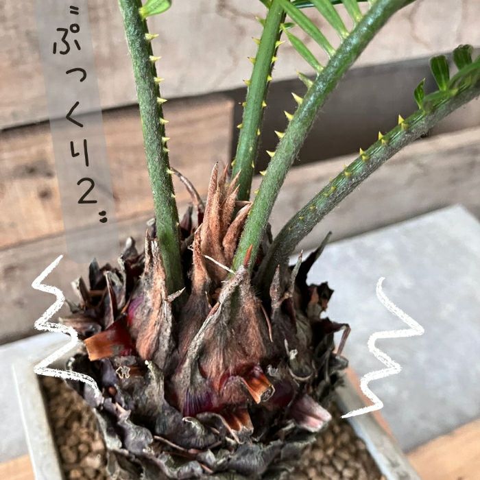 観葉植物現品販売