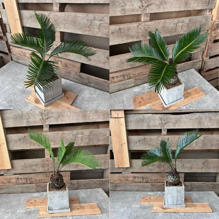 観葉植物現品販売