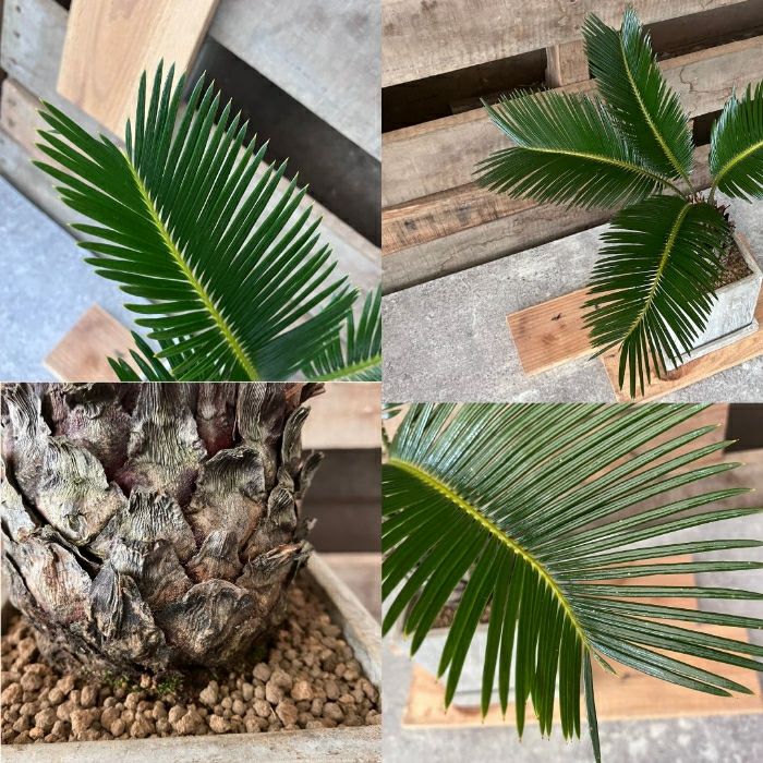 観葉植物現品販売