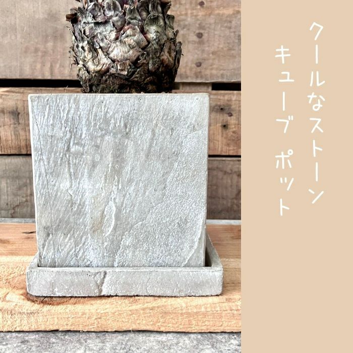 観葉植物現品販売