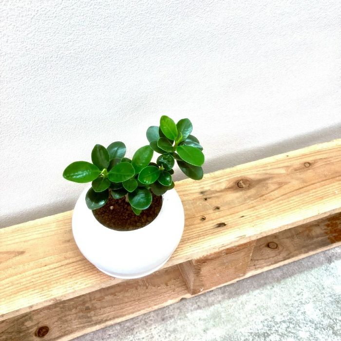 観葉植物現品販売
