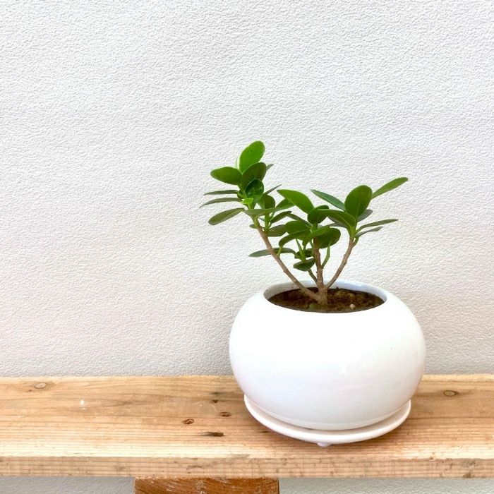 観葉植物現品販売