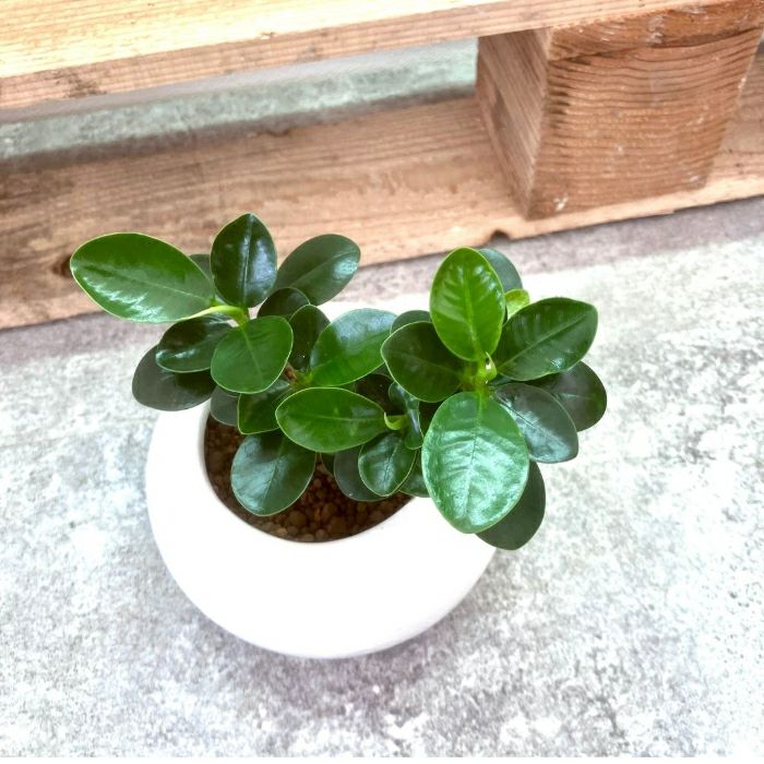 観葉植物現品販売