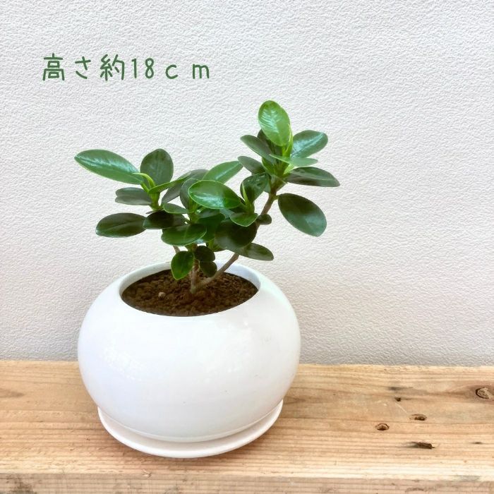 観葉植物現品販売