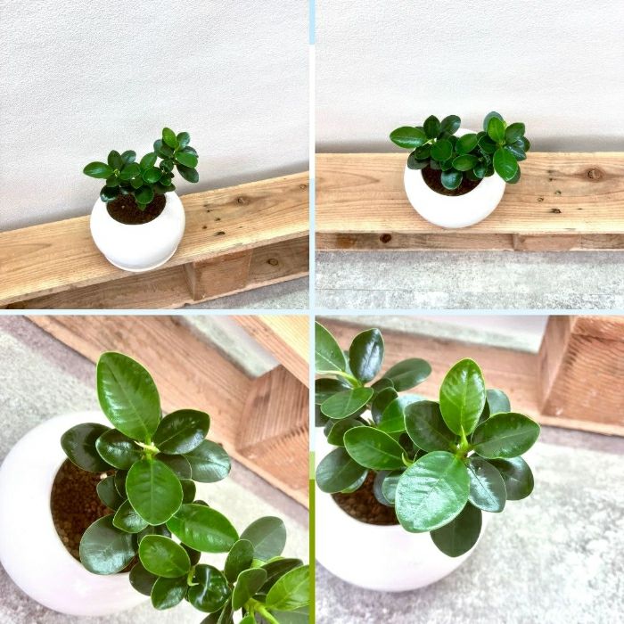 観葉植物現品販売