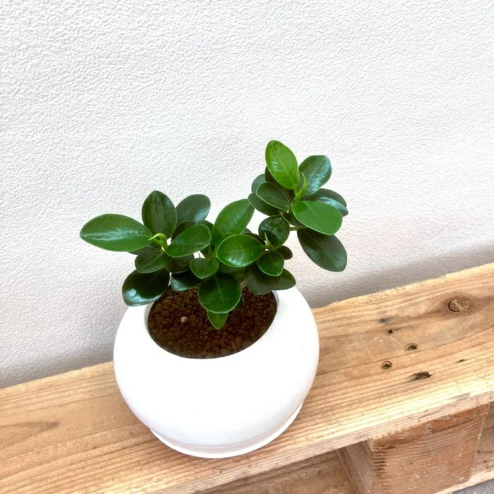 観葉植物現品販売