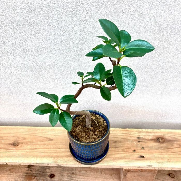 観葉植物現品販売