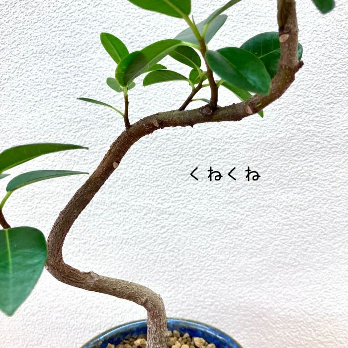 観葉植物現品販売