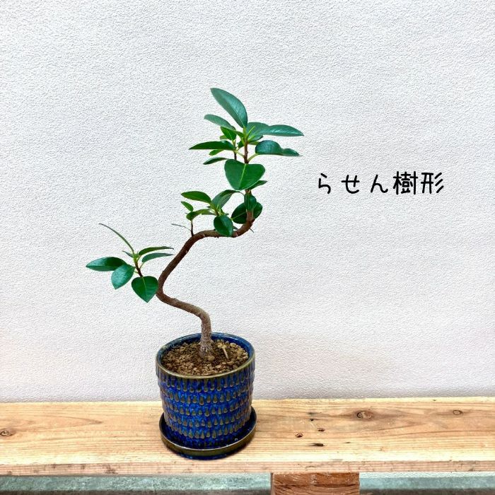 観葉植物現品販売