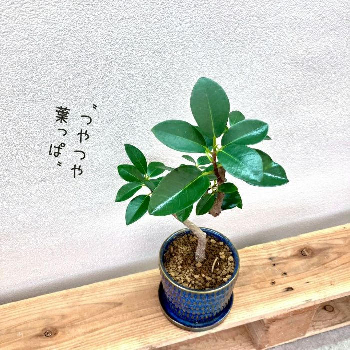 観葉植物現品販売