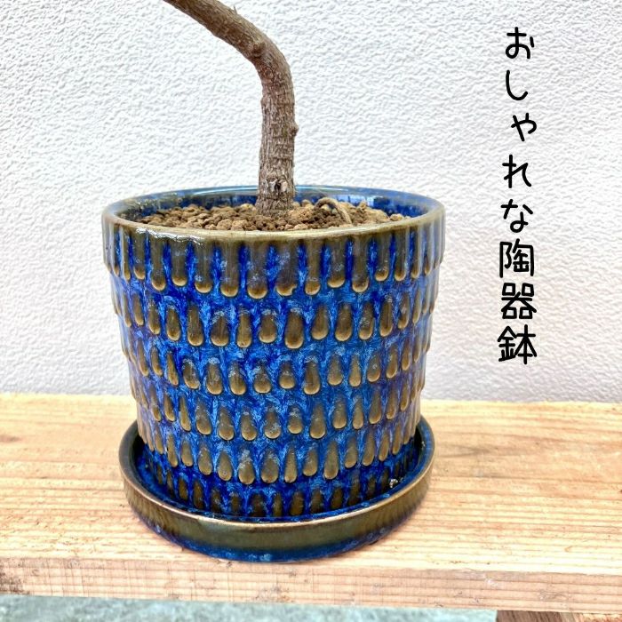 観葉植物現品販売