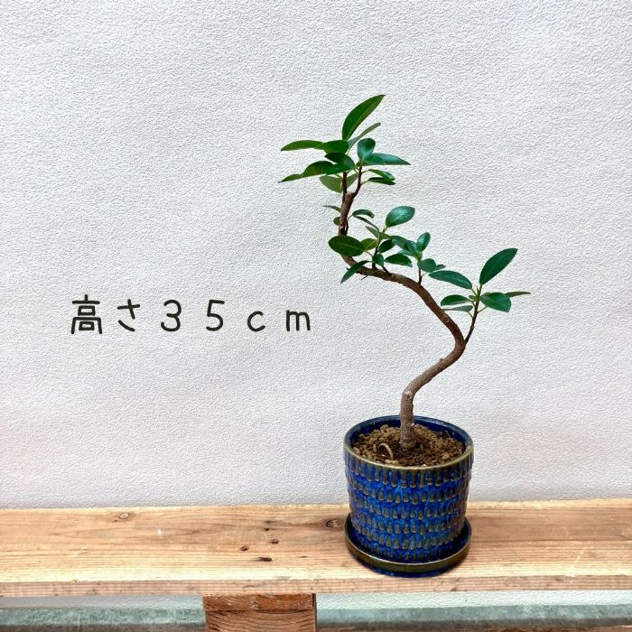 観葉植物現品販売