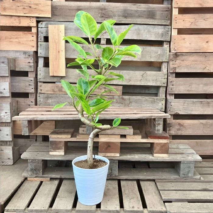 観葉植物現品販売