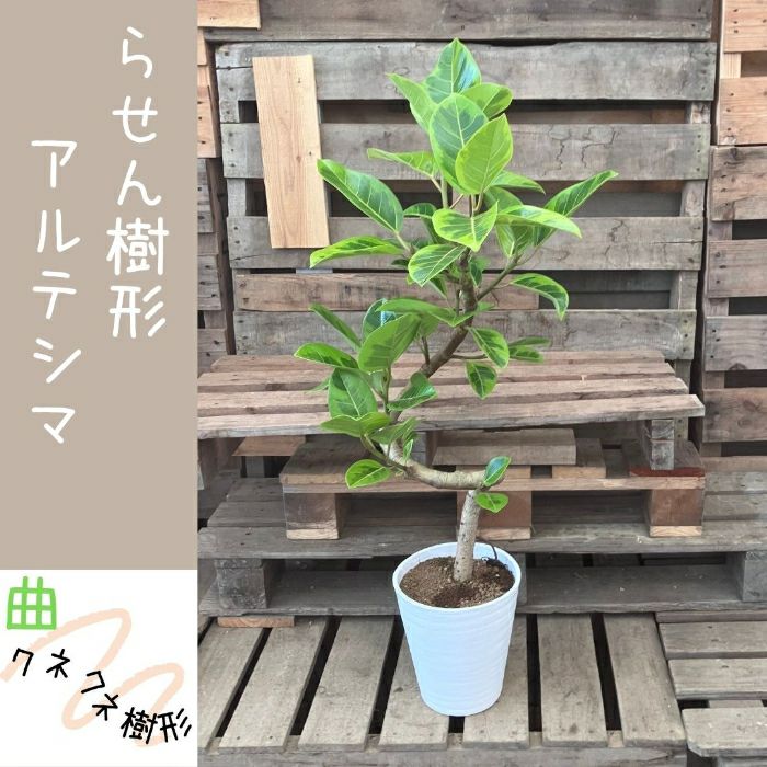 観葉植物現品販売