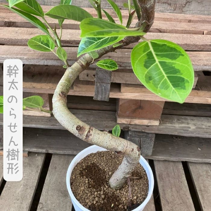 観葉植物現品販売