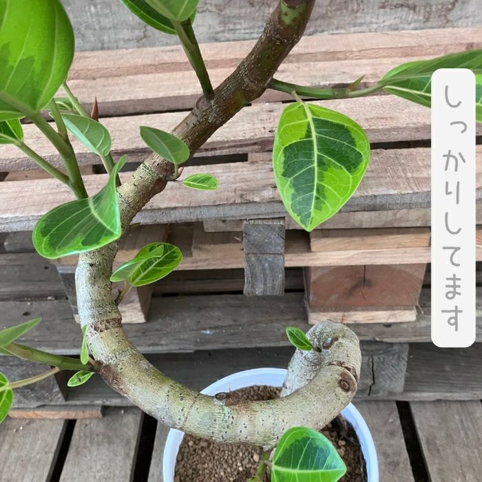 観葉植物現品販売