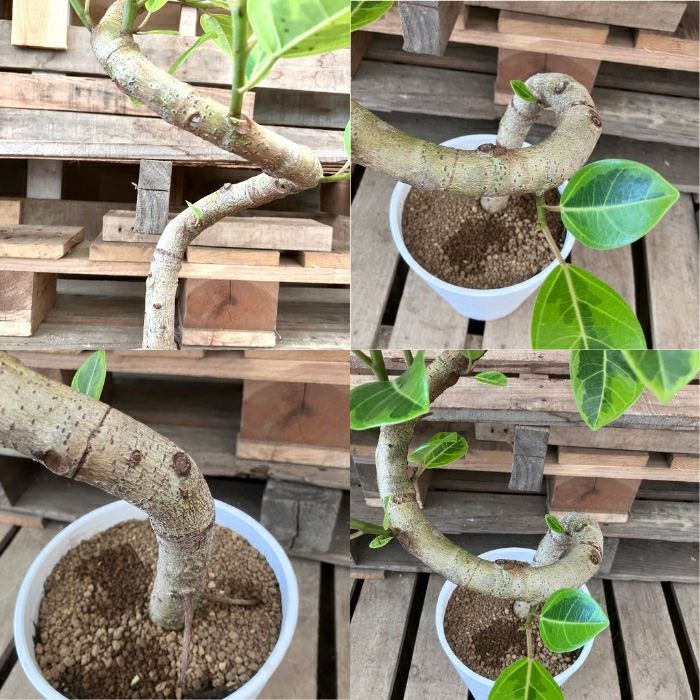 観葉植物現品販売