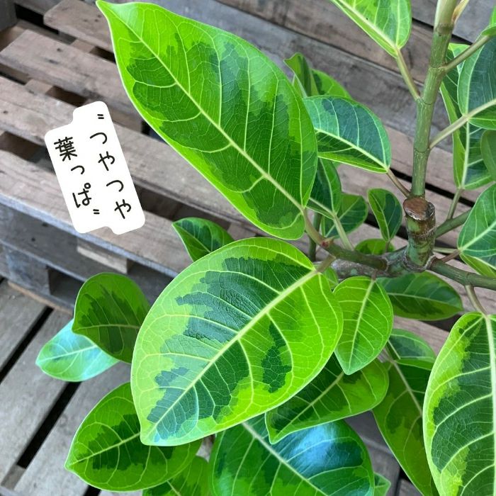 観葉植物現品販売