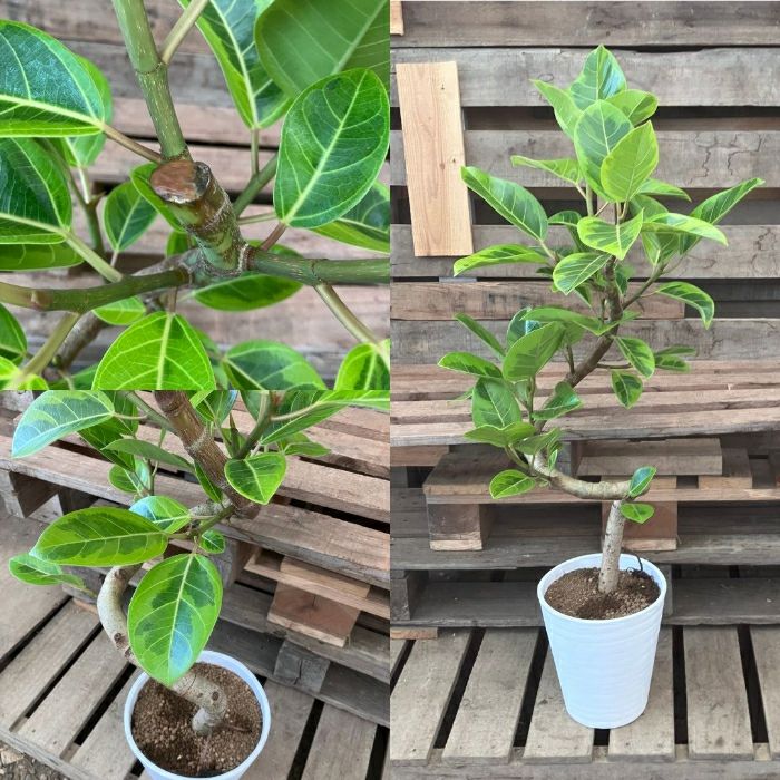 観葉植物現品販売