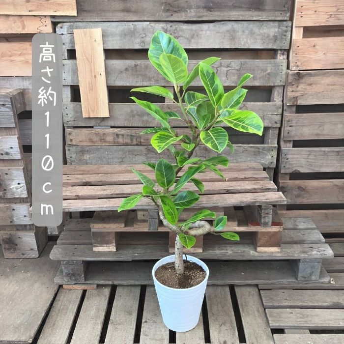 観葉植物現品販売