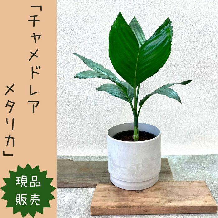 観葉植物現品販売