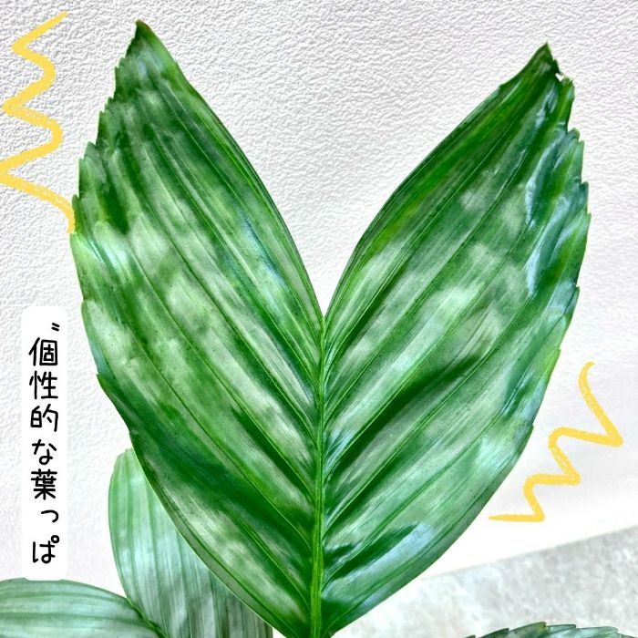 観葉植物現品販売
