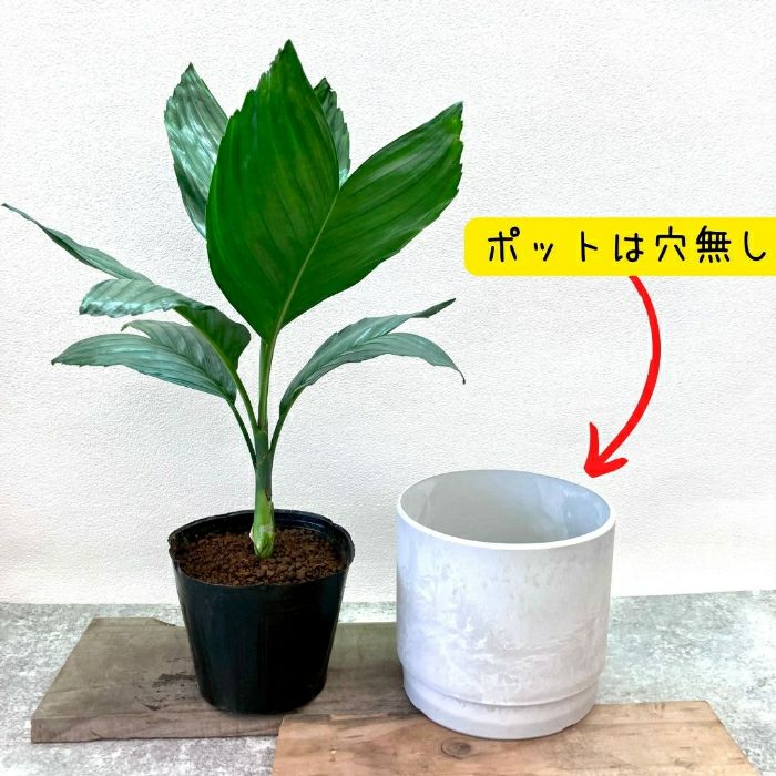 観葉植物現品販売