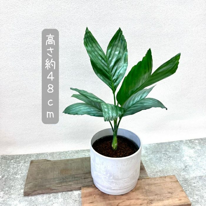 観葉植物現品販売