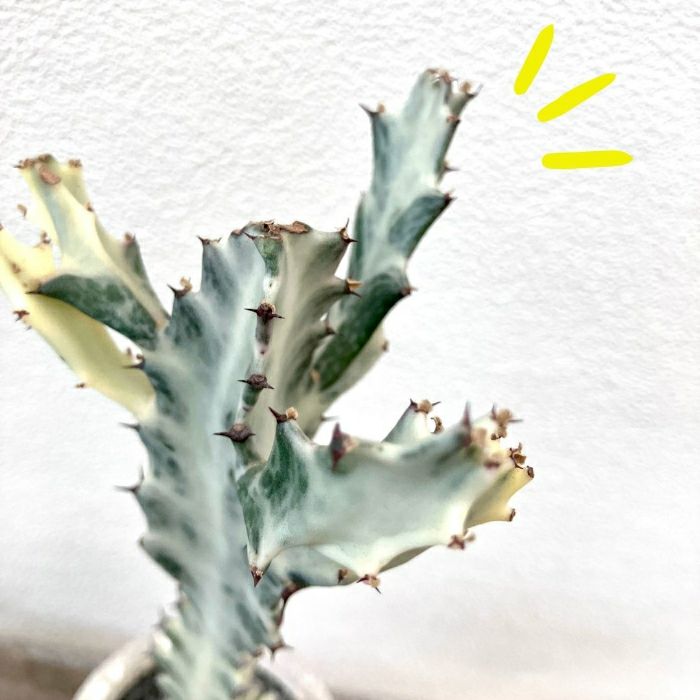 観葉植物現品販売