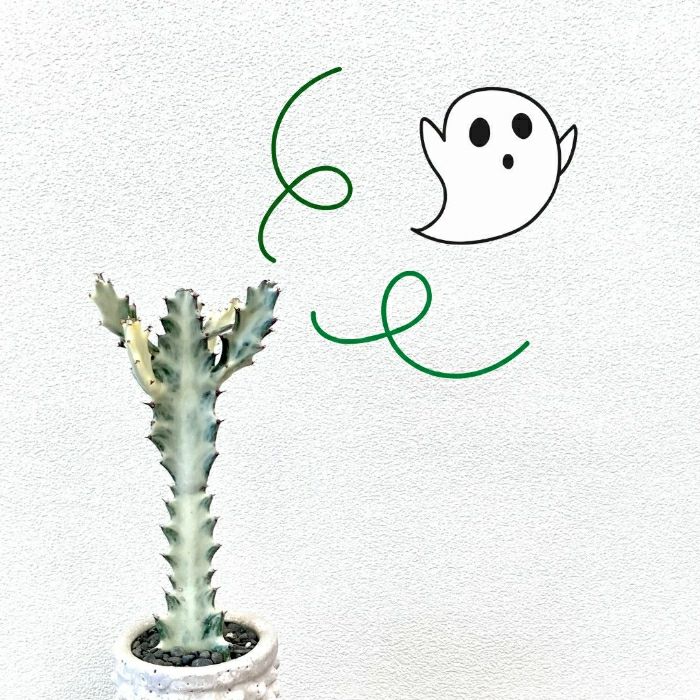 観葉植物現品販売