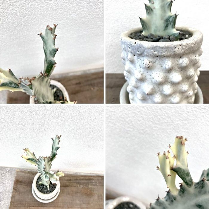 観葉植物現品販売