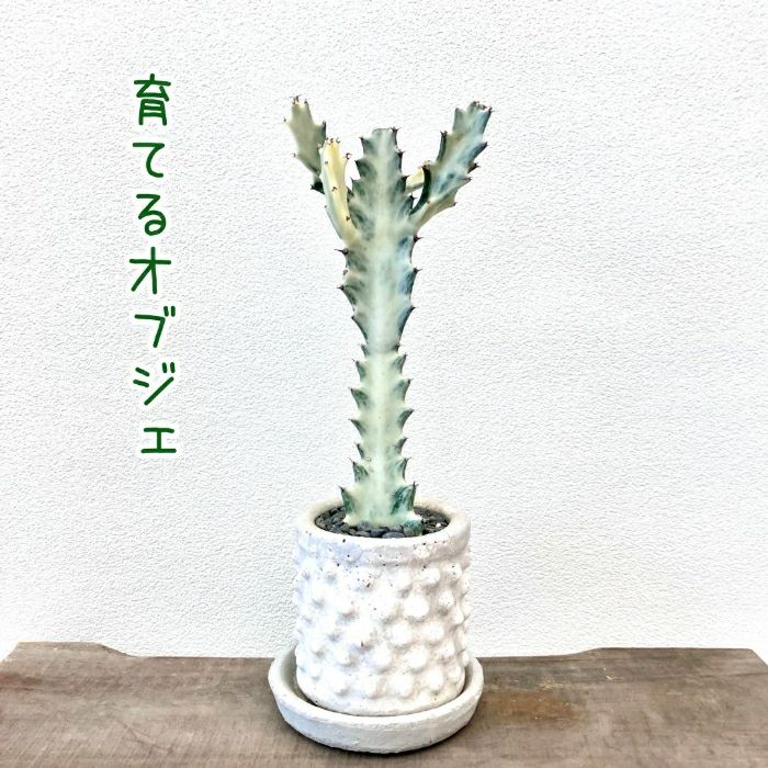観葉植物現品販売