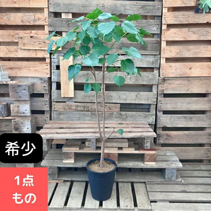 観葉植物現品販売
