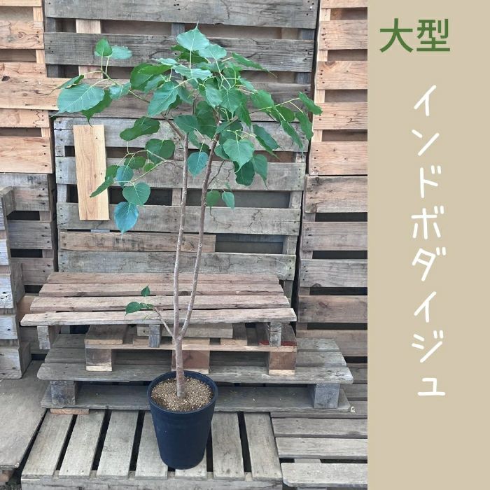 観葉植物現品販売