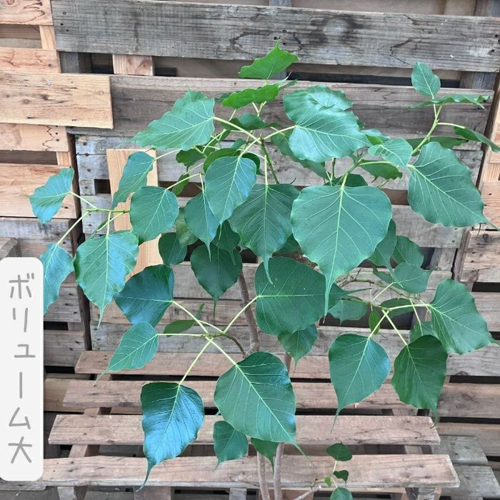 観葉植物現品販売