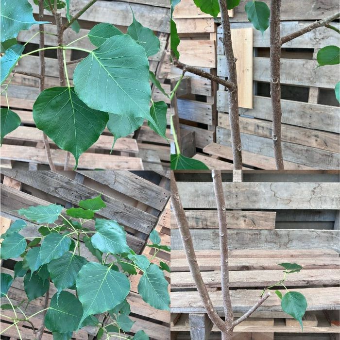 観葉植物現品販売