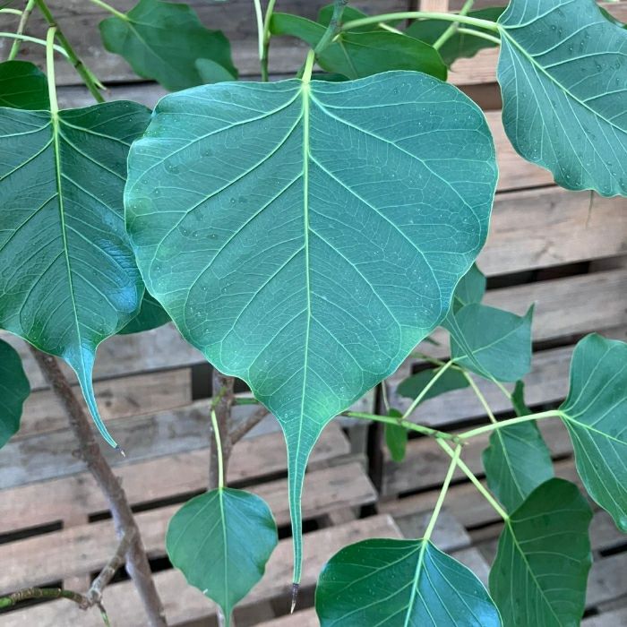 観葉植物現品販売