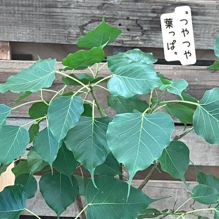 観葉植物現品販売