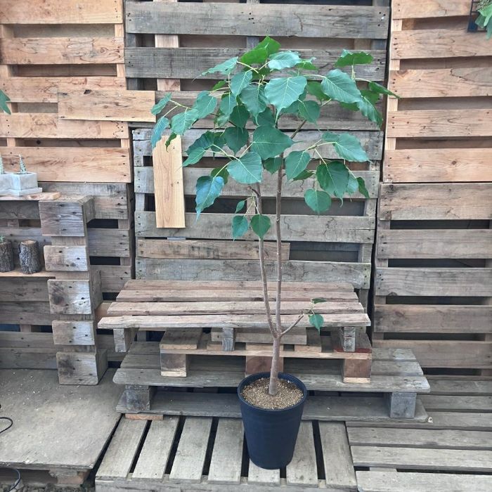 観葉植物現品販売