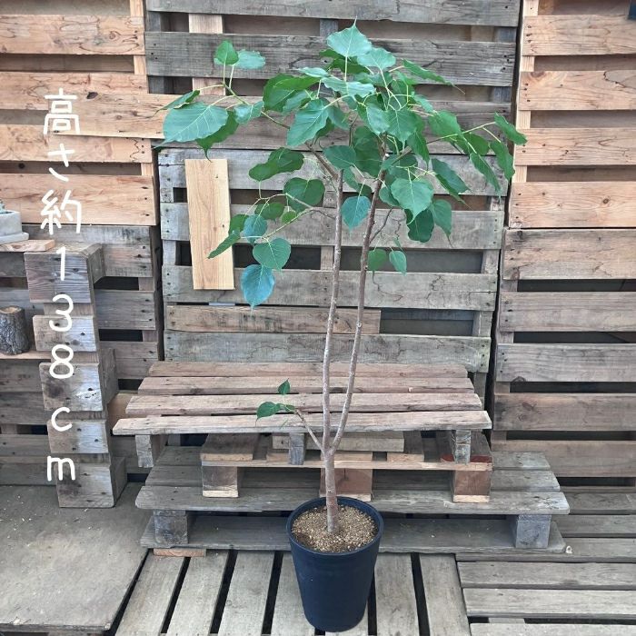 観葉植物現品販売