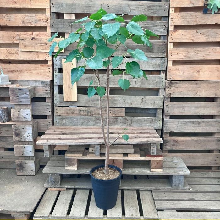 観葉植物現品販売