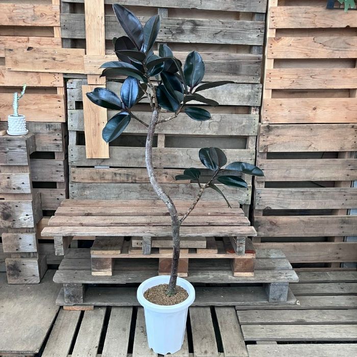 観葉植物現品販売