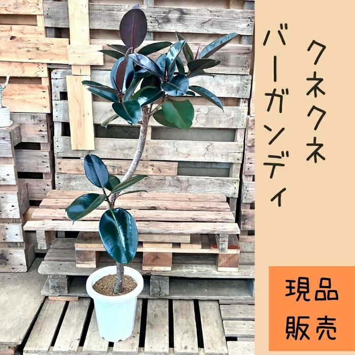 観葉植物現品販売