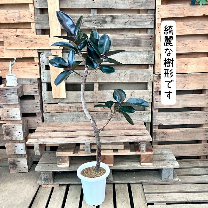 観葉植物現品販売