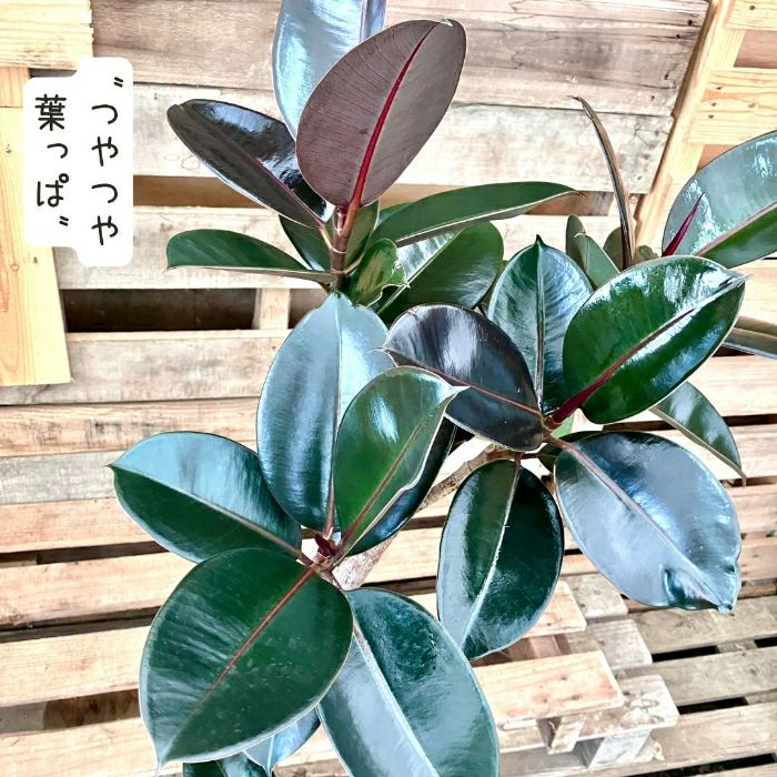 観葉植物現品販売
