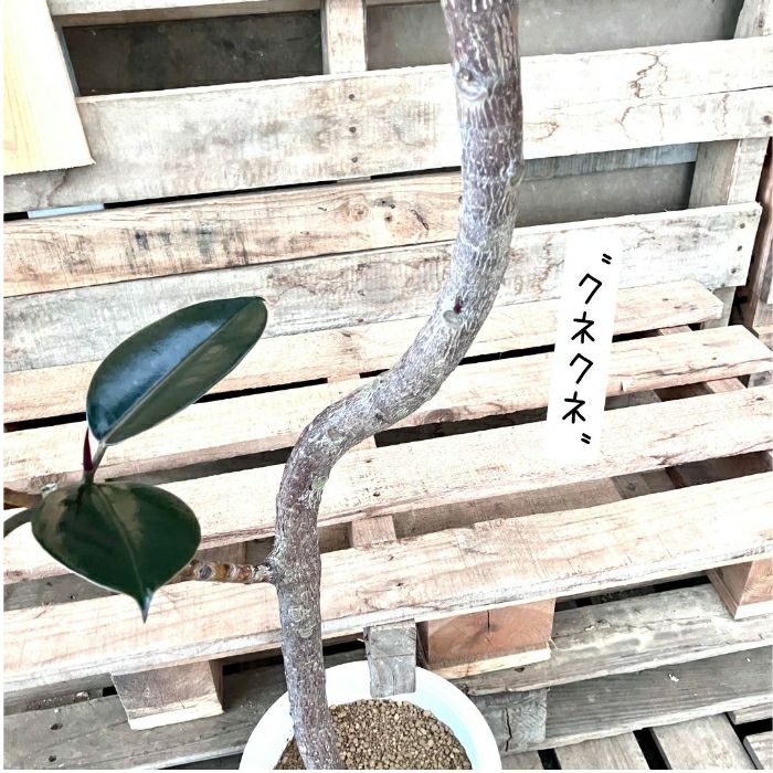 観葉植物現品販売